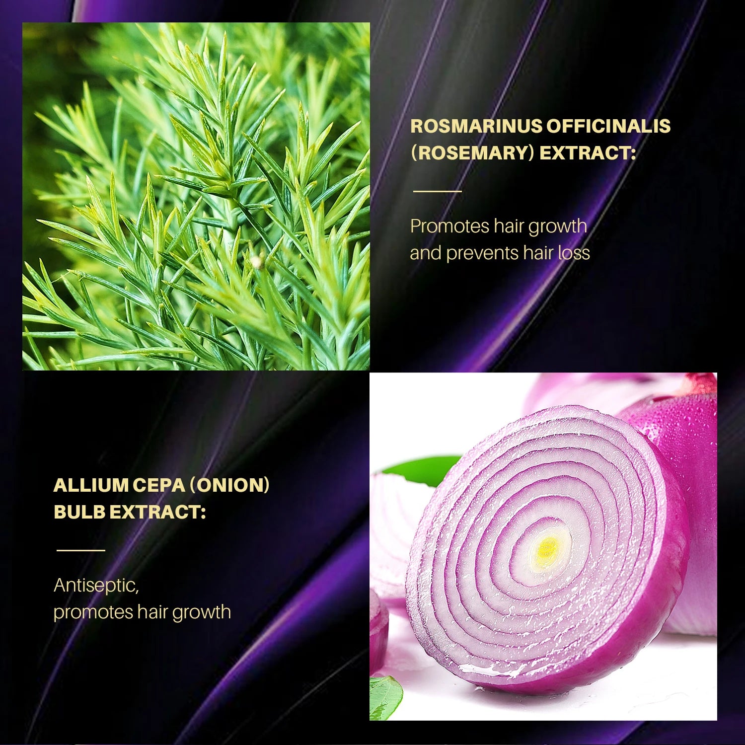 Rosemary and onion extracts promoting hair growth and preventing hair loss for rosemary onion hair growth shampoo